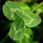 why clover leaf is lucky