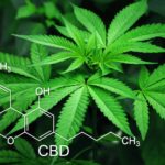 What You Need to Know about CBD Oil