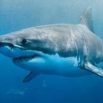 Ways to Support Shark Awareness Day This July