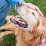 Adopting an older dog? Here's what you should know