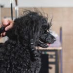 5 Tips to Manage Matted Dog Hair: Grooming Tricks