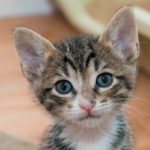 are tabby ctas loving