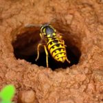 Dos and Dont,s To Follow During a Pest Attack