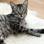 Deal With a Cat’s Sensitive Stomach