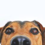C:\Users\Cristhian\Documents\Escritura\Article Writing\Quality Guest Blogs\67573-1111PQ - Benefits of CBD Oil Treats for Dogs\pexels-photo-406014.jpeg
