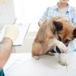 My Dog is Underweight - How Can I Fix This?