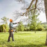 Know About Some Important Benefits of Tree Lopping Services in Perth