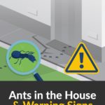 Managing Ants in the House With Simpler Steps