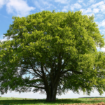 Planting Trees Increases a Home’s Resale Value & Appearance