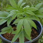 The Advantages of Growing Your Marijuana