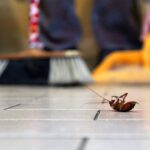 Natural Methods of Pest Control That Every Homeowner Should Know