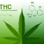 the difference between CBD and THC?