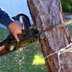 6 Signs You Need to Have a Tree Removed Right Away