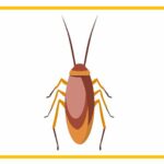 Premium Quality Pest Control for Commercial Areas