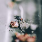 Pests and Negative Effects on Health