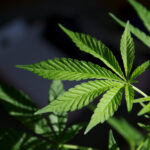 Marijuana Should Be Legalized