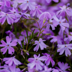 Easy-to-Grow: 5 Best Plants to Grow in Your Garden