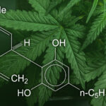 CBD flower Have Any Side Effects